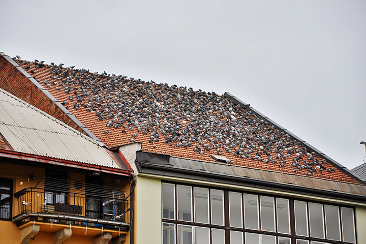 A2B Pest Control are able to install spikes to deter birds from roofs in Hyde. 