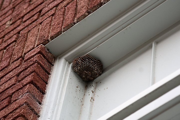We provide a wasp nest removal service for domestic and commercial properties in Hyde.